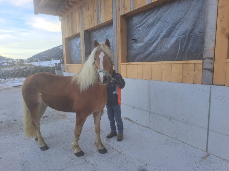 Haflinger Stallion 7 years in Obertilliach
