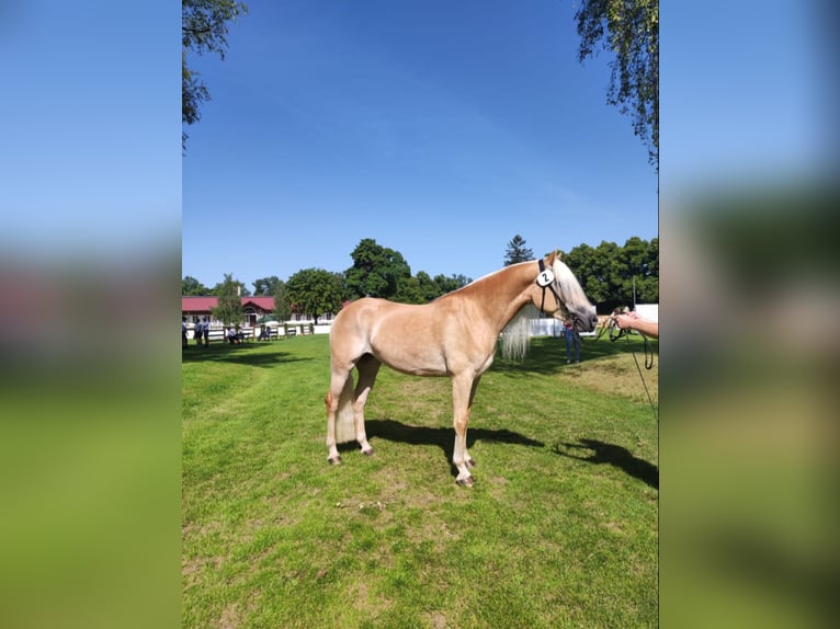 Haflinger Stallion 8 years 15.1 hh Chestnut-Red in Aalen
