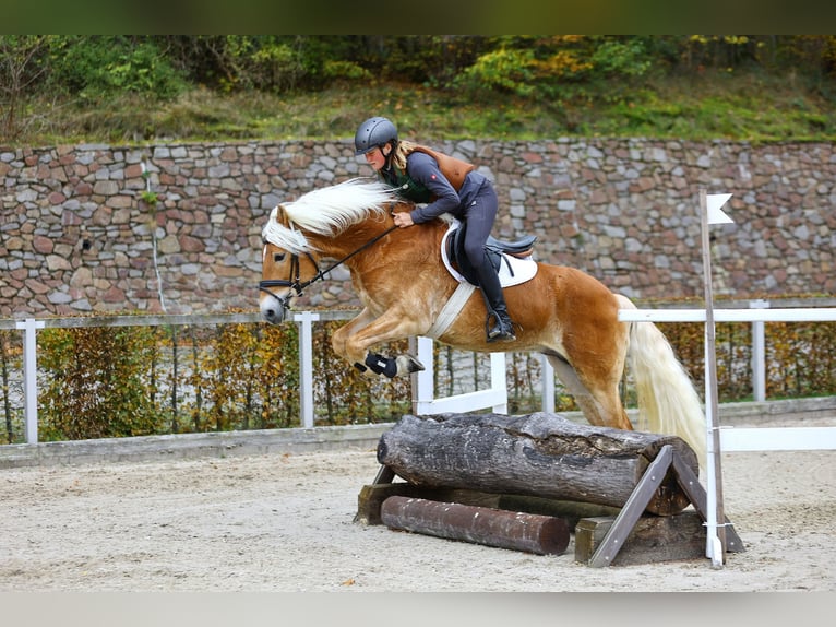 Haflinger Stallion 8 years 15 hh Chestnut-Red in Trebbin