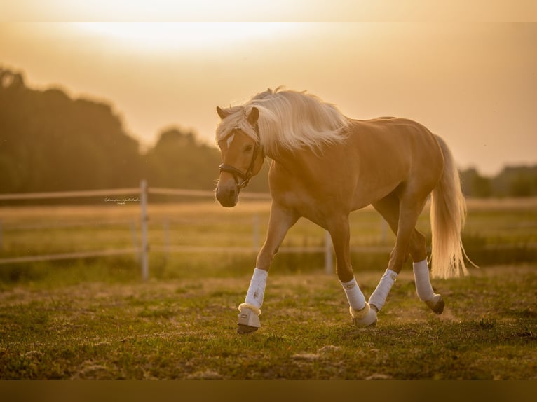 Haflinger Stallion 8 years 15 hh Chestnut-Red in Trebbin