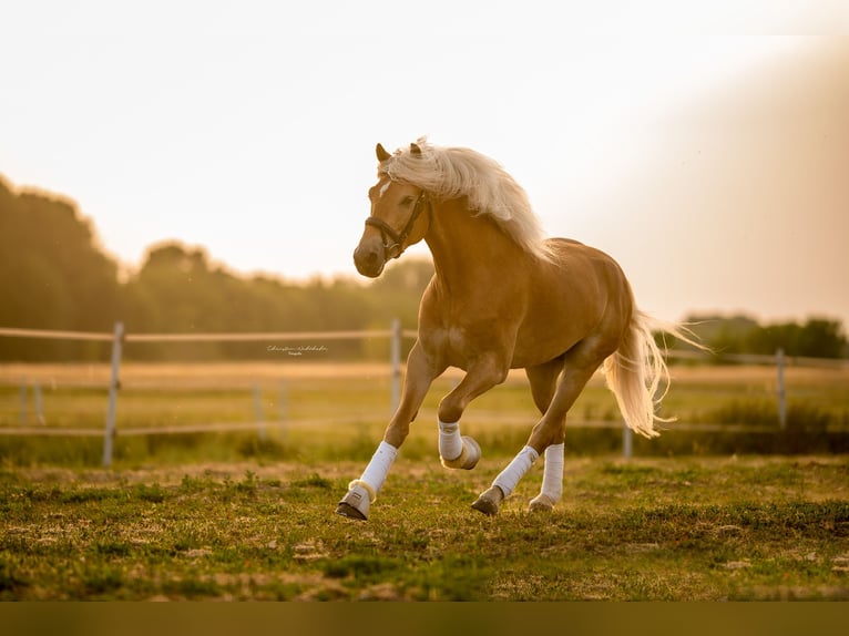 Haflinger Stallion 8 years 15 hh Chestnut-Red in Trebbin