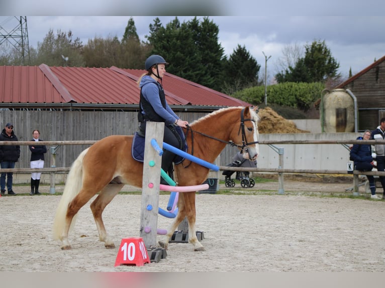 Haflinger Stallion Chestnut-Red in Juvincourt et Damary