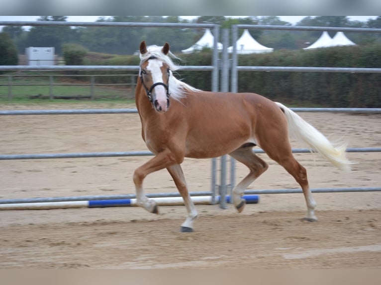 Haflinger Stallion Chestnut-Red in Juvincourt et Damary