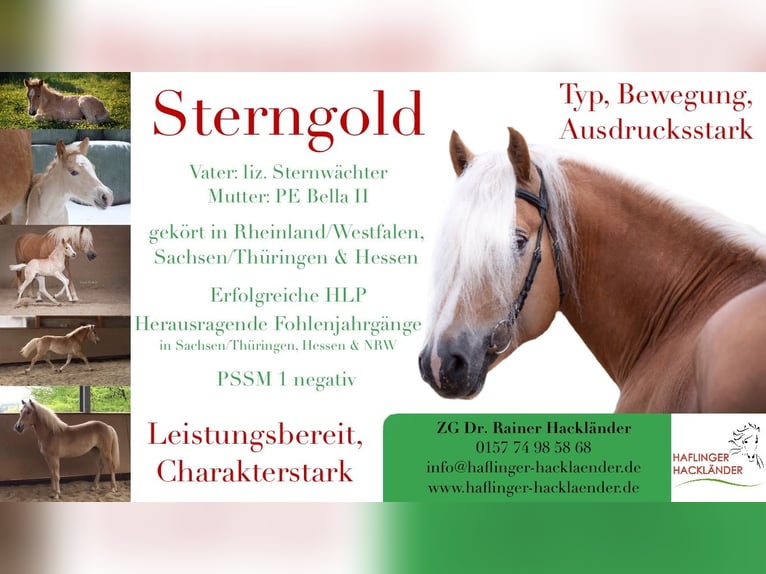 Haflinger Stallion Chestnut-Red in Wuppertal