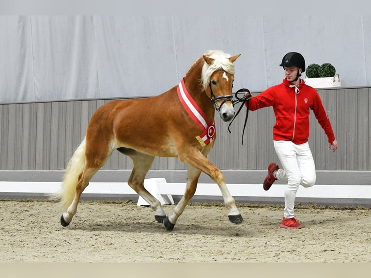 Haflinger Stallion Chestnut-Red in CursdorfMeura