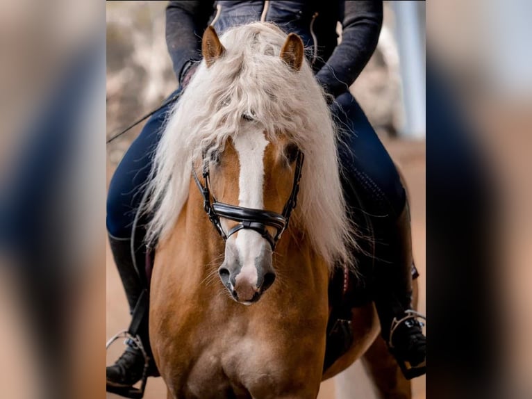 Haflinger Stallion Chestnut-Red in Wuppertal