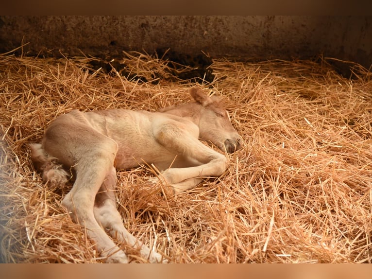 Haflinger Stallion Chestnut-Red in Simmerath