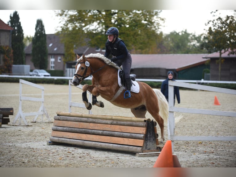 Haflinger Stallion Chestnut-Red in Simmerath