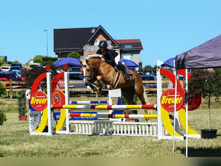 Haflinger Stallion Chestnut-Red in Simmerath