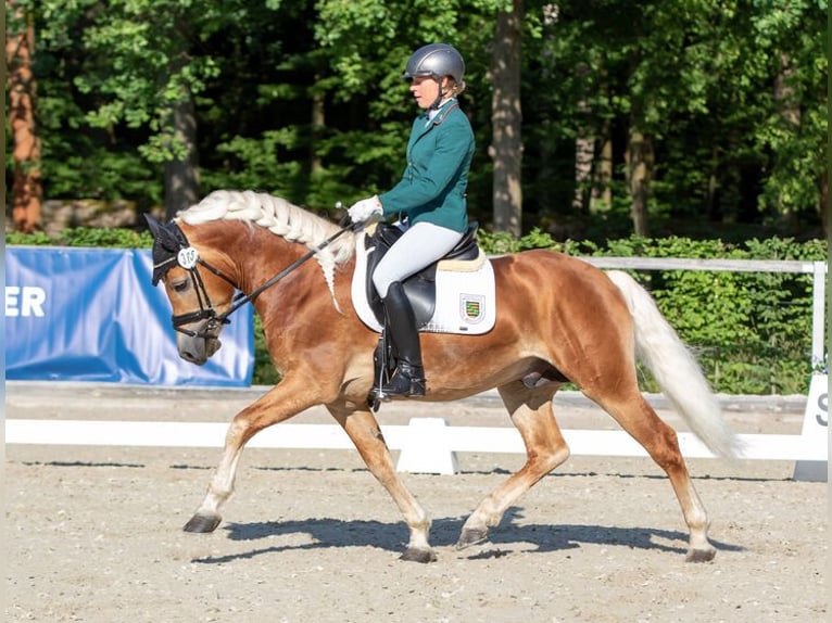 Haflinger Stallion Chestnut-Red in Bernstadt auf dem Eigen