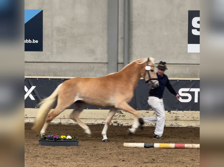 Haflinger Stallion Chestnut-Red in Staufenberg