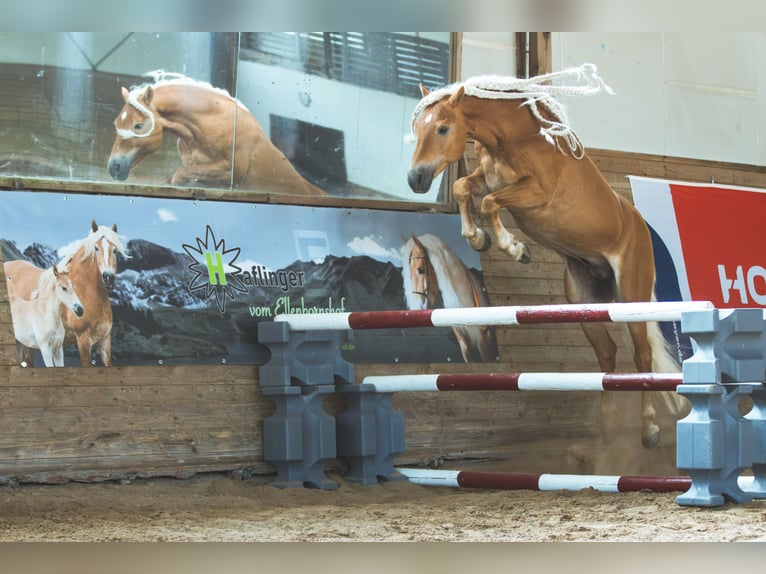 Haflinger Stallion Chestnut-Red in Staufenberg