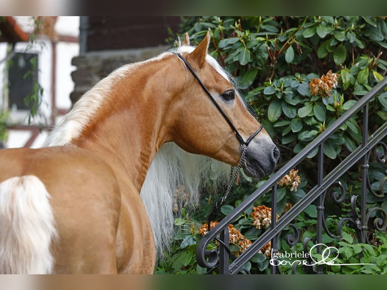 Haflinger Stallion Chestnut-Red in Staufenberg