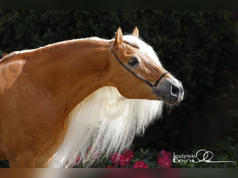 Haflinger Stallion Chestnut-Red in Staufenberg