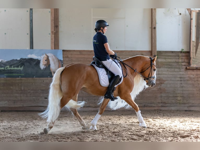 Haflinger Stallion Chestnut-Red in Staufenberg