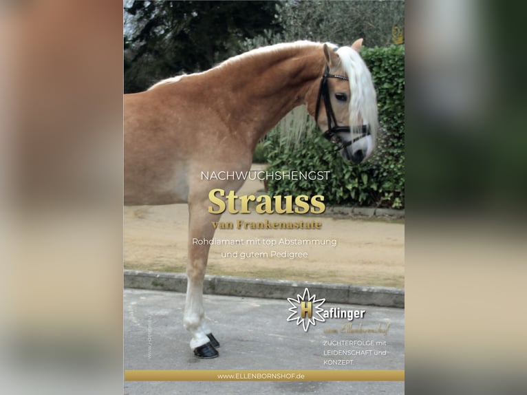 Haflinger Stallion Chestnut-Red in Staufenberg