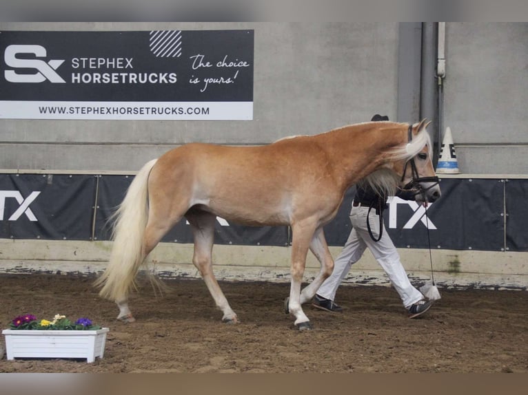 Haflinger Stallion Chestnut-Red in Staufenberg