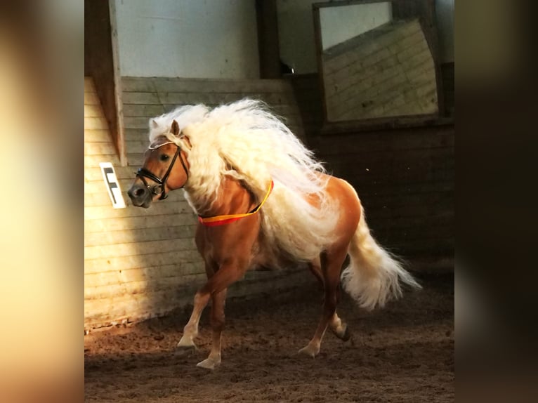 Haflinger Stallion Chestnut-Red in Staufenberg