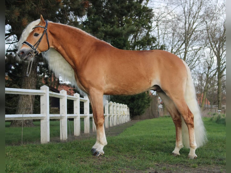 Haflinger Stallion Chestnut-Red in Staufenberg