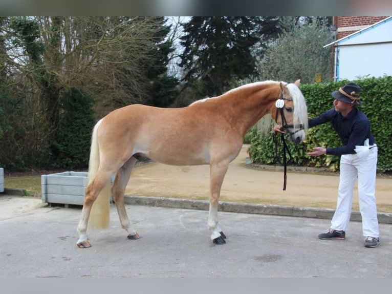 Haflinger Stallion Chestnut-Red in Staufenberg