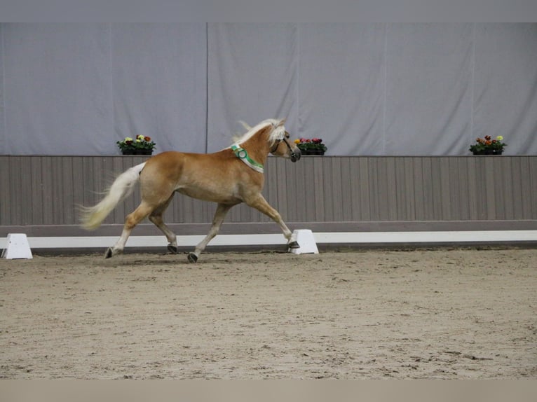 Haflinger Stallion Chestnut-Red in Wuppertal