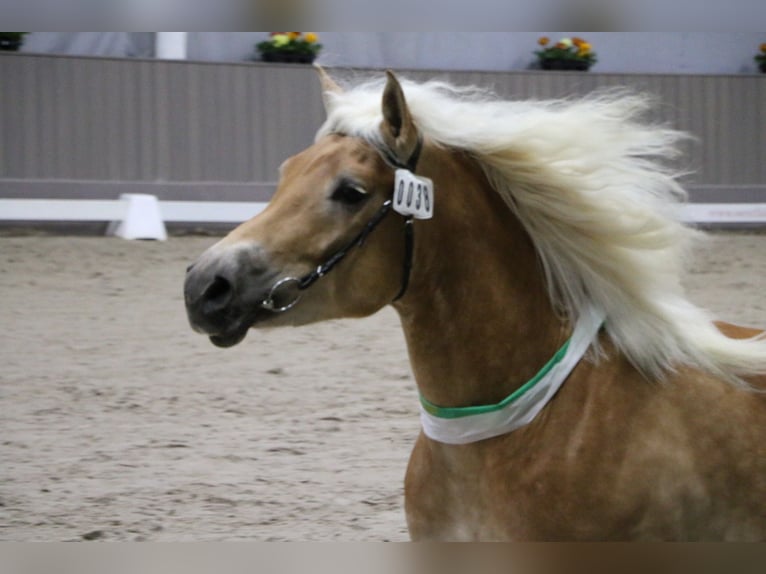 Haflinger Stallion Chestnut-Red in Wuppertal