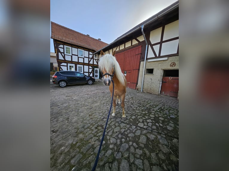 Haflinger Stallion in Friedewald