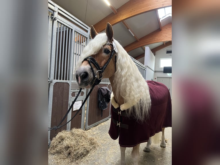 Haflinger Stallion in Welle