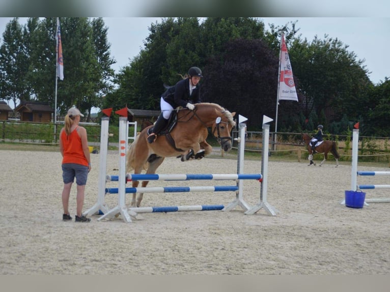 Haflinger Stallion in Welle