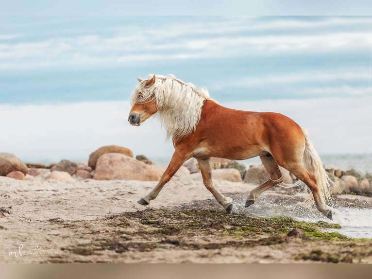 Haflinger Stallion in Welle