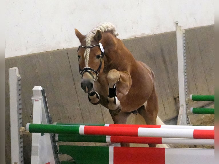 Haflinger Stallion in Welle