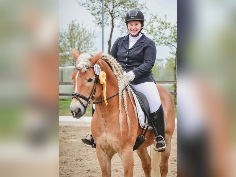 Haflinger Stallion in Welle