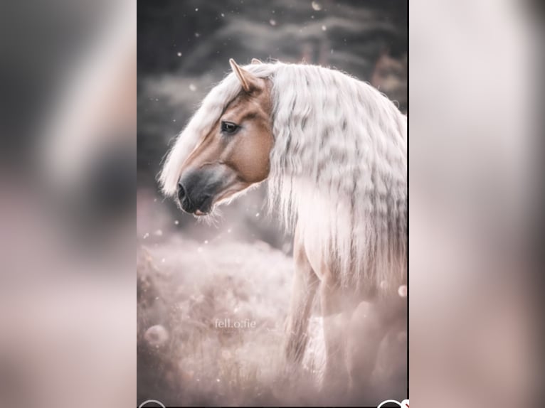 Haflinger Stallion in Welle