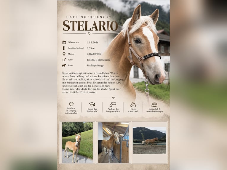Haflinger Stallion Foal (02/2026) 13 hh Chestnut-Red in Steinach am Brenner