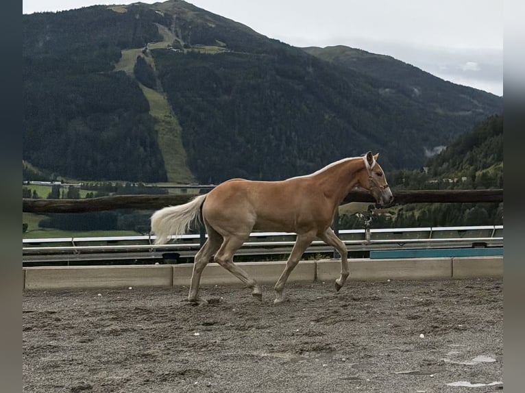 Haflinger Stallion Foal (02/2026) 13 hh Chestnut-Red in Steinach am Brenner
