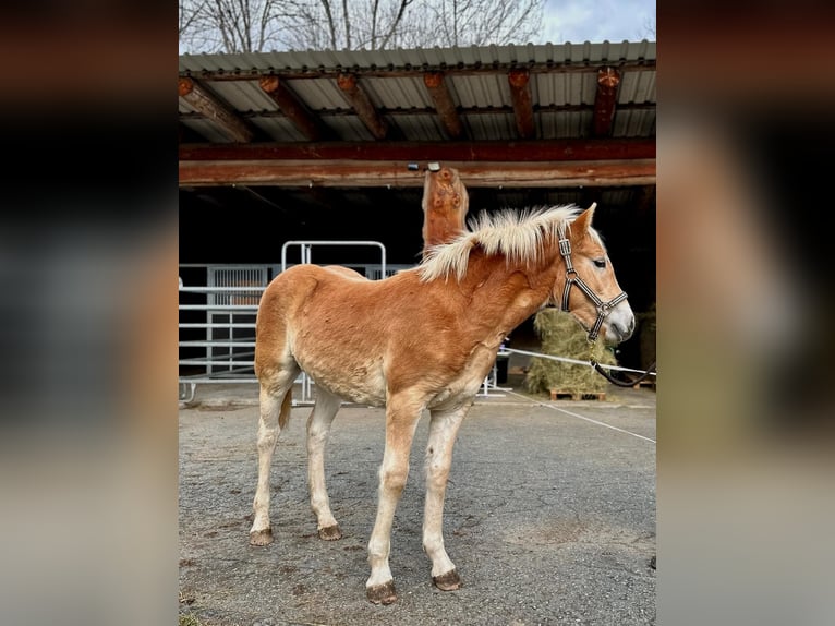 Haflinger Stallion Foal (04/2025) 13,1 hh Chestnut-Red in Dellach
