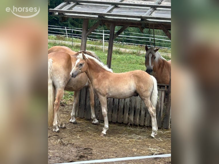 Haflinger Stallion Foal (04/2026) 14.2 hh  in Aigen im Mühlkreis