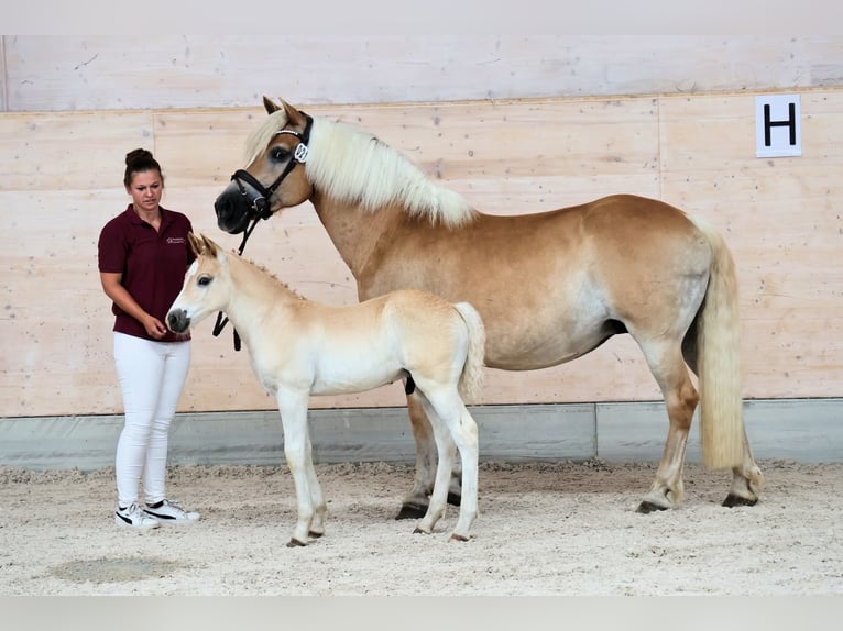 Haflinger Stallion Foal (05/2026) 14.2 hh Chestnut-Red in Falkenberg/Elster