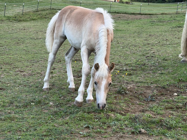 Haflinger Stallion Foal (03/2026) 14.2 hh Chestnut-Red in Vorderweißenbach