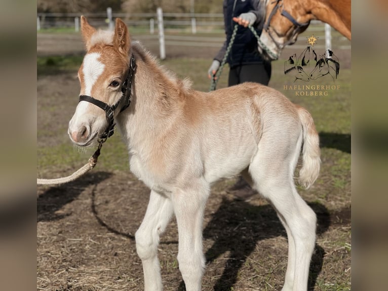 Haflinger Stallion Foal (03/2024) 14,2 hh Chestnut-Red in Trebbin