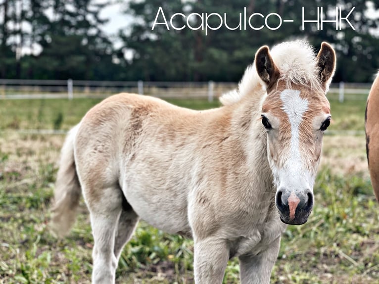 Haflinger Stallion Foal (03/2024) 14,2 hh Chestnut-Red in Trebbin