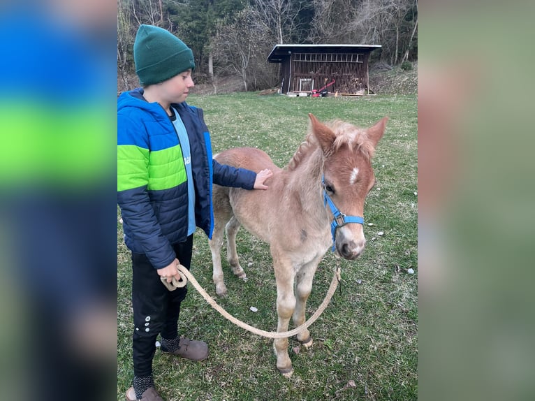 Haflinger Stallion Foal (02/2026) 14.2 hh Chestnut-Red in Villach