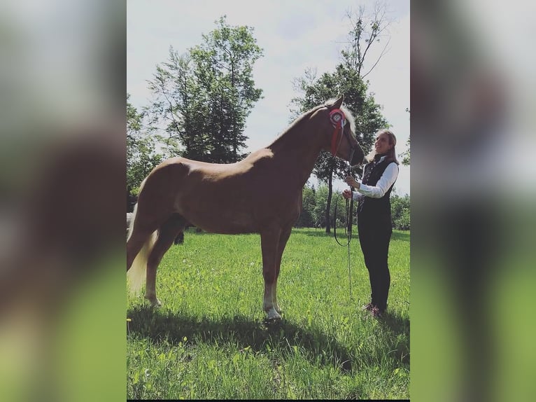 Haflinger Stallion Foal (02/2026) 14.2 hh Chestnut-Red in Villach