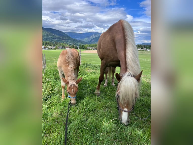 Haflinger Stallion Foal (02/2026) 14.2 hh Chestnut-Red in Villach