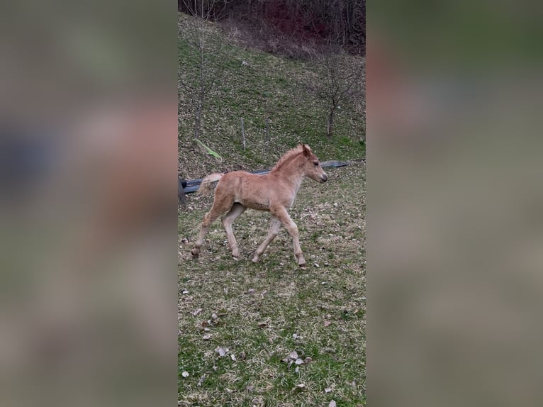 Haflinger Stallion Foal (02/2026) 14.2 hh Chestnut-Red in Villach