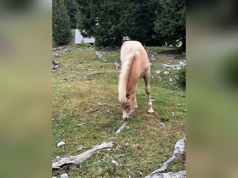 Haflinger Stallion Foal (02/2026) 14.2 hh Chestnut-Red in Villach
