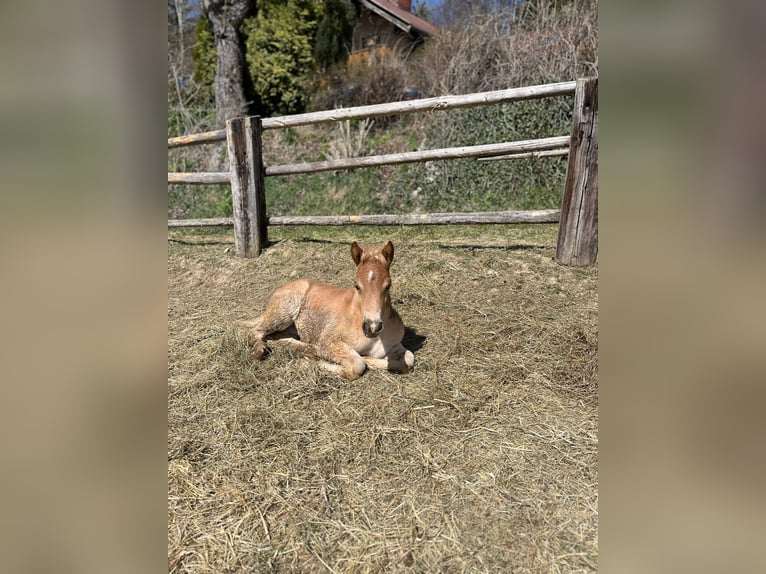 Haflinger Stallion Foal (02/2026) 14.2 hh Chestnut-Red in Villach