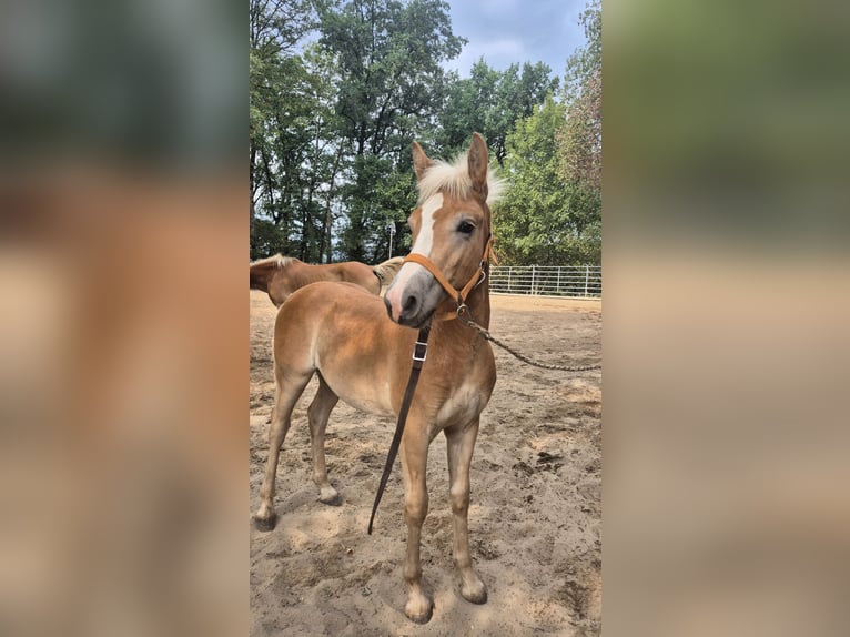 Haflinger Stallion Foal (03/2026) 14.2 hh Chestnut-Red in Steinen