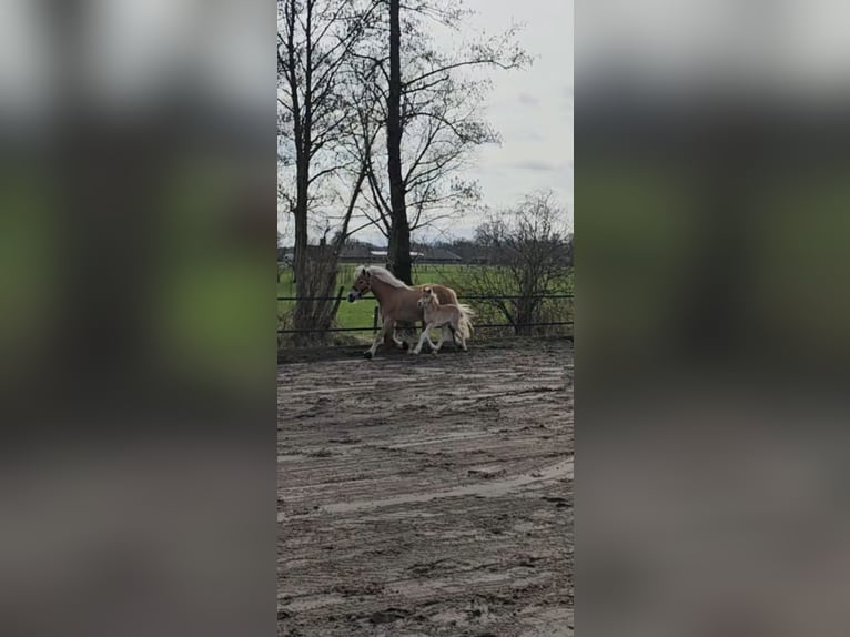 Haflinger Stallion Foal (02/2024) 14,2 hh Chestnut-Red in Lunteren