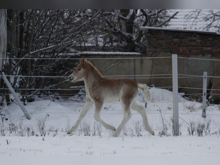 Haflinger Stallion Foal (01/2024) 14,2 hh in Trebbin